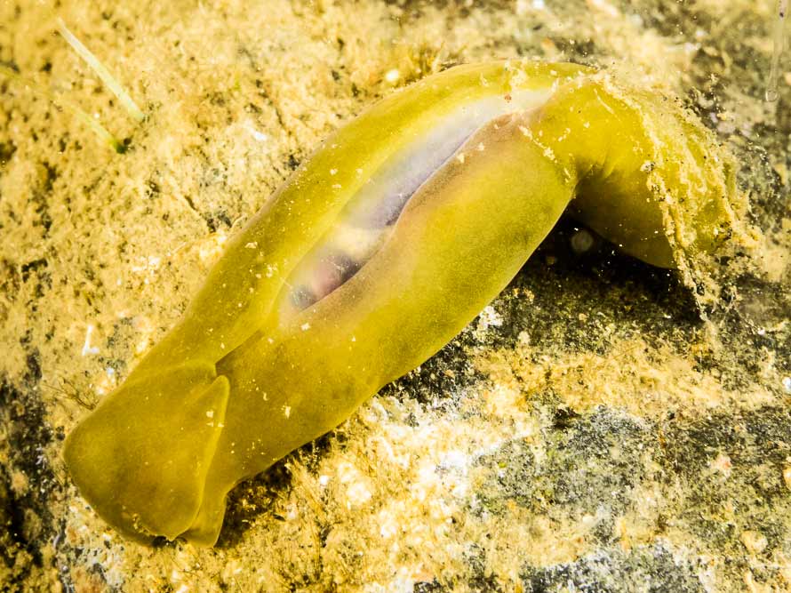 Phanerophthalmus luteus